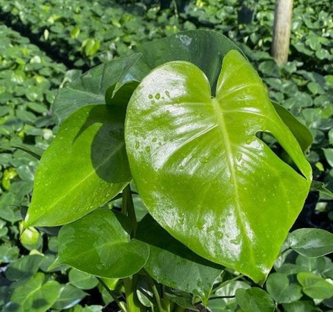 Monstera Deliciosa (Swiss Cheese) - Plantology USA - Small (1 Gallon)