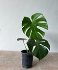 Monstera Deliciosa (Swiss Cheese) - Plantology USA - Small (1 Gallon)