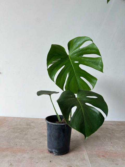 little monstera plant Monstera Deliciosa (Swiss Cheese)