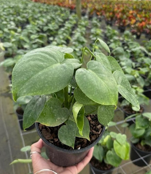 Monstera Deliciosa (Swiss Cheese) - Plantology USA - Small (1 Gallon)