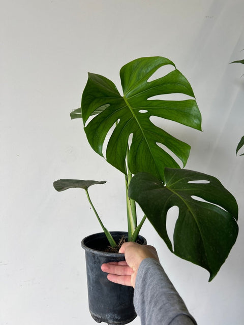 Monstera Deliciosa (Swiss Cheese) - Plantology USA - Small (1 Gallon)