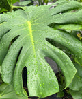 Monstera Deliciosa (Swiss Cheese) - PlantologyUSA - 3 Gallon