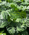 Monstera Deliciosa (Swiss Cheese) - PlantologyUSA - 3 Gallon