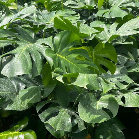 Monstera Deliciosa (Swiss Cheese) - PlantologyUSA - 3 Gallon