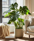 Beautiful Monstera Plant