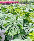 Monstera Deliciosa (Swiss Cheese) - PlantologyUSA - 7 Gallon
