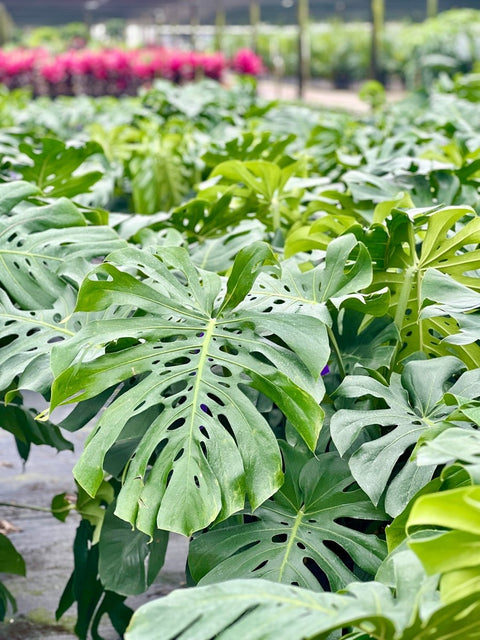 Monstera Deliciosa (Swiss Cheese) - PlantologyUSA - 7 Gallon
