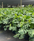 Monstera Deliciosa (Swiss Cheese) - PlantologyUSA - 7 Gallon