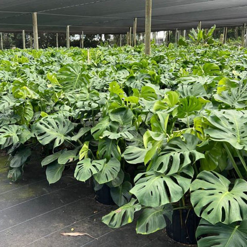 Monstera Deliciosa (Swiss Cheese) - PlantologyUSA - 7 Gallon