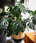 Monstera Deliciosa (Swiss Cheese) - PlantologyUSA - 7 Gallon