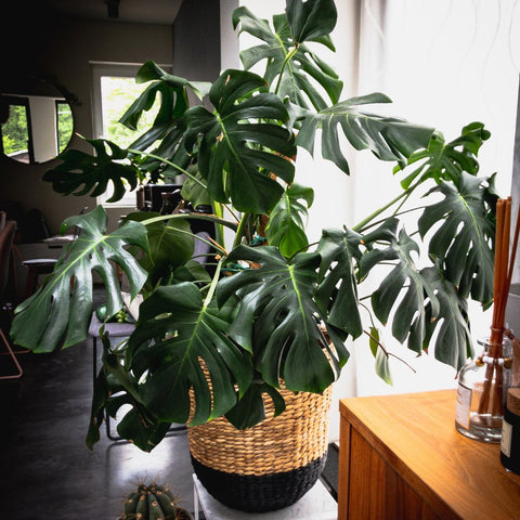 Monstera Deliciosa (Swiss Cheese) - PlantologyUSA - 7 Gallon