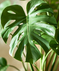 Monstera Deliciosa (Swiss Cheese) - PlantologyUSA - 7 Gallon