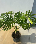 Monstera Deliciosa (Swiss Cheese) - PlantologyUSA - Large
