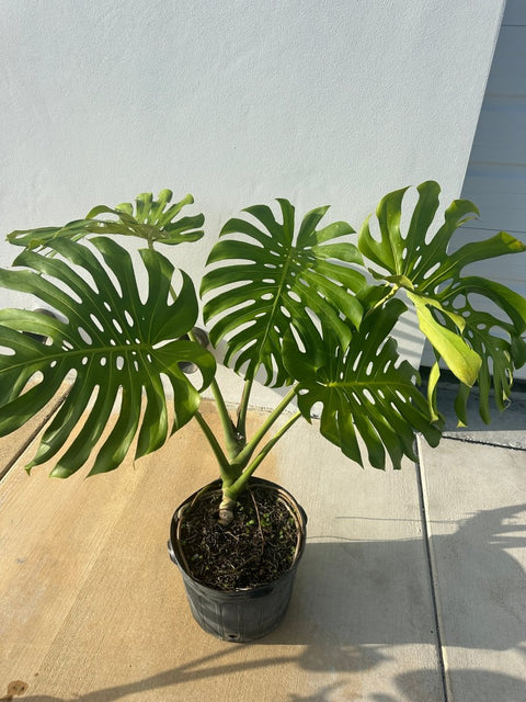 Monstera Deliciosa (Swiss Cheese) - PlantologyUSA - Large