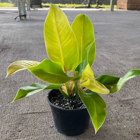 Moonlight Philodendron (Philodendron 'Moonlight') - Bird of ParadiseUSA - 3 Gallon