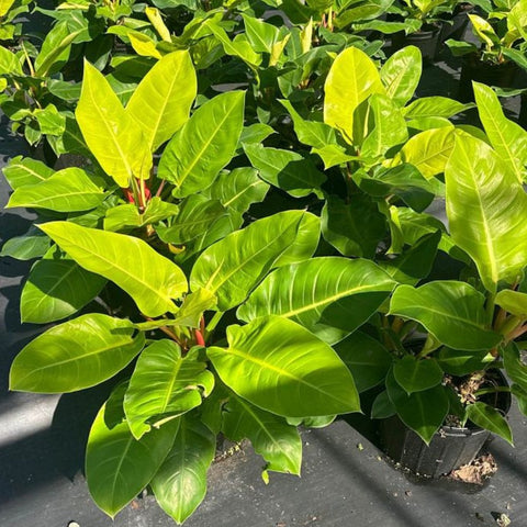 Moonlight Philodendron (Philodendron 'Moonlight') - Bird of ParadiseUSA - 3 Gallon