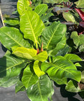 Moonlight Philodendron (Philodendron 'Moonlight') - Bird of ParadiseUSA - 3 Gallon