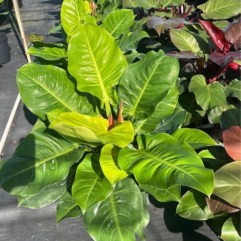 Moonlight Philodendron (Philodendron 'Moonlight') - Bird of ParadiseUSA - 3 Gallon