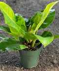 Moonlight Philodendron (Philodendron 'Moonlight') - Bird of ParadiseUSA - 3 Gallon
