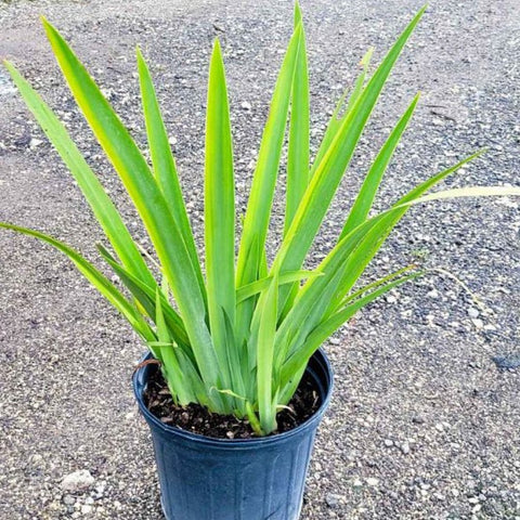 Neomarica Caerulea 'Regina Iris' Giant Apostle's Iris - Bird of ParadiseUSA - Medium