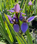 Neomarica Caerulea 'Regina Iris' Giant Apostle's Iris - Bird of ParadiseUSA - Medium