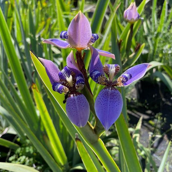 Neomarica Caerulea 'Regina Iris' Giant Apostle's Iris