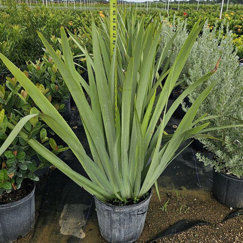 Neomarica Caerulea 'Regina Iris' Giant Apostle's Iris - Bird of ParadiseUSA - Medium