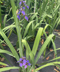 Neomarica Caerulea 'Regina Iris' Giant Apostle's Iris - Bird of ParadiseUSA - Medium