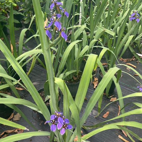 Neomarica Caerulea 'Regina Iris' Giant Apostle's Iris - Bird of ParadiseUSA - Medium