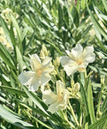 Nerium Oleander 'Hardy White' (Nerium oleander) - Bird of Paradise USA - Medium 20 - 25"
