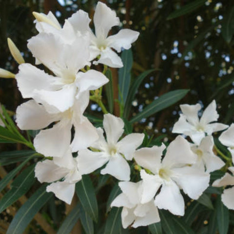 Nerium Oleander 'Hardy White' (Nerium oleander) - Bird of ParadiseUSA - Large 30-40"