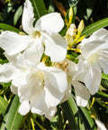 Nerium Oleander 'Hardy White' (Nerium oleander) - Bird of ParadiseUSA - Large 30-40"