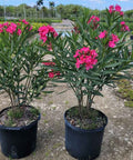Oleander Bush Calypso Pink (Nerium oleander) - PlantologyUSA - Large 30-40"