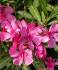 Oleander Bush Calypso Pink (Nerium oleander) - PlantologyUSA - Large 30-40"