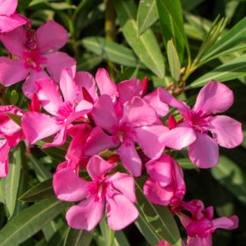 Oleander Bush Calypso Pink (Nerium oleander) - PlantologyUSA - Large 30-40"