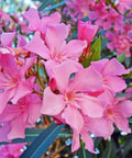 Oleander Bush Calypso Pink (Nerium oleander) - PlantologyUSA - Medium 20-25"