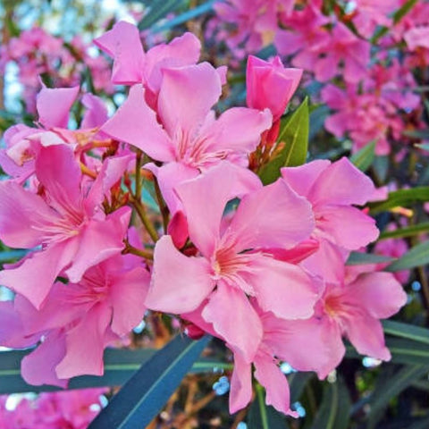 Oleander Bush Calypso Pink (Nerium oleander) - PlantologyUSA - Medium 20-25"