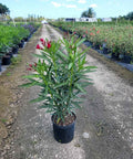 Oleander Bush Hardy Red (Nerium oleander) - Bird of ParadiseUSA - Medium 20-25"