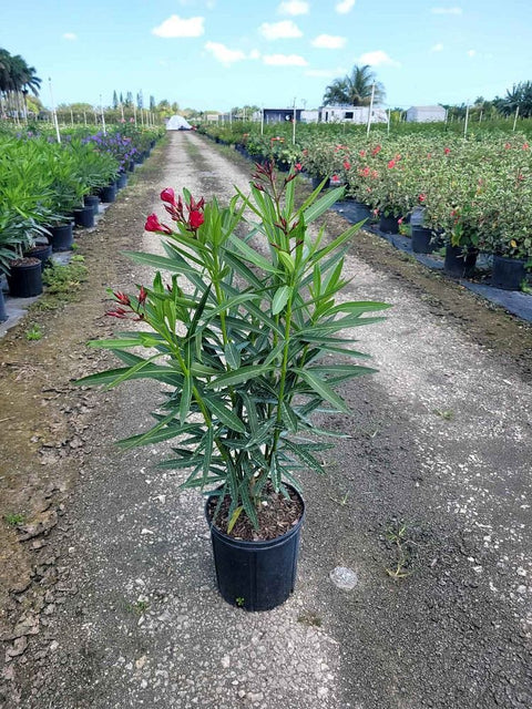 Oleander Bush Hardy Red (Nerium oleander) - Bird of ParadiseUSA - Medium 20-25"