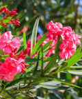 Oleander Bush Red (Nerium oleander) - Bird of ParadiseUSA - Large 30-40"