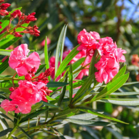 Oleander Bush Red (Nerium oleander) - Bird of ParadiseUSA - Large 30-40"