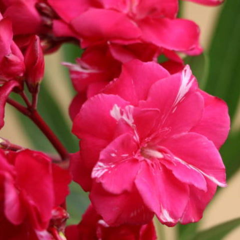 Oleander Bush Red (Nerium oleander) - Bird of ParadiseUSA - Large 30-40"