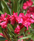 Oleander Bush Red (Nerium oleander) - Bird of ParadiseUSA - Medium 20-25"