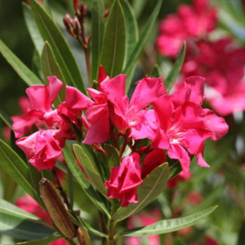 Oleander Bush Red (Nerium oleander) - Bird of ParadiseUSA - Medium 20-25"