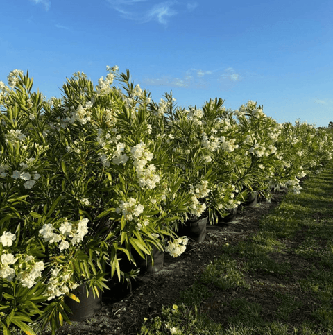 Oleander 'Hardy White' - Bird of Paradise USA - XL 5 - 6 Feet