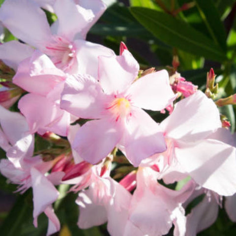 Oleander Ice Pink (Nerium Oleander) - Bird of ParadiseUSA - 3 Gallon