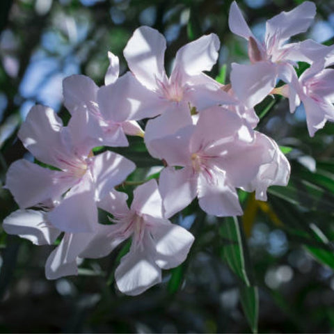Oleander Ice Pink (Nerium Oleander) - Bird of ParadiseUSA - 3 Gallon
