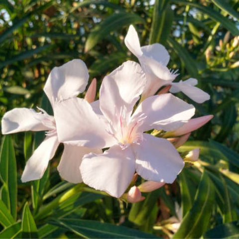 Oleander Ice Pink (Nerium Oleander) - Bird of ParadiseUSA - 3 Gallon