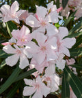 Oleander Ice Pink (Nerium Oleander) - Bird of ParadiseUSA - 7 Gallon
