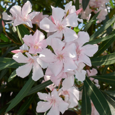 Oleander Ice Pink (Nerium Oleander) - Bird of ParadiseUSA - 7 Gallon